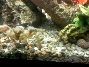 Inverts