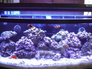 FTS w/ DSB