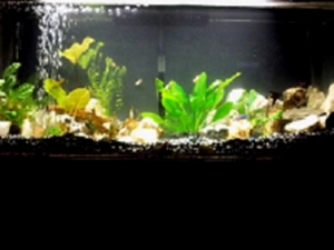 50g cichlid mix tank