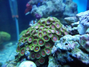 My Favorite zoos in my reef!