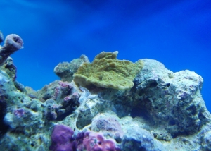 Green Montipora Capricornis