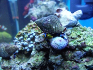 Blue Knuckle Hermit