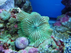 Green Striped Mushroom