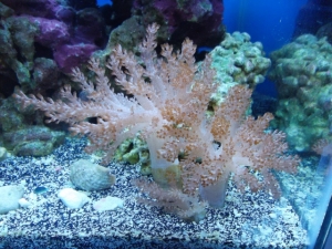 My Kenya Tree