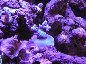 Blue Milli 2