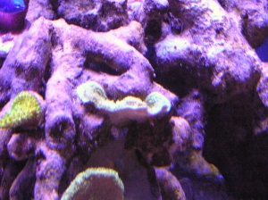 Green Monti
