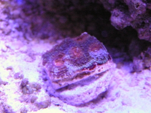 Acan