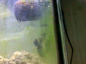 un known algea