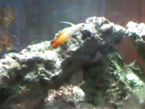 my firefish