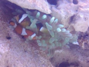 Sharing Clowns fish