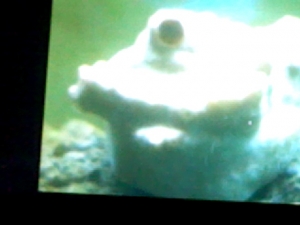 wth is on my montipora digitata