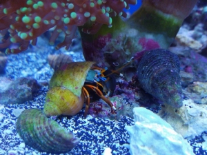 Left Handed Hermit crab