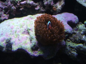 DSCF1154