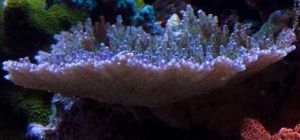 tabling_acro