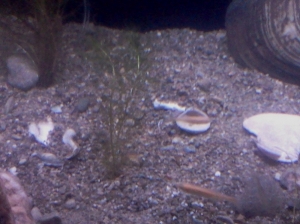 image_1