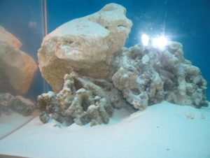 Picture_0132