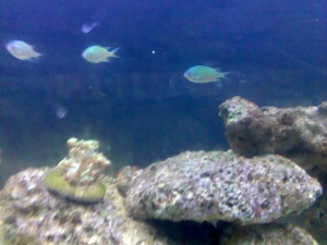 my chromis school