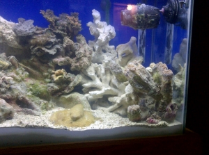 40g reef tank