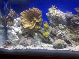 40g reef tank