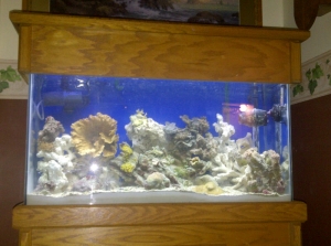 40g reef tank