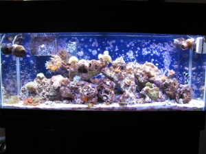 My 55 gallon w/ 20 gallon fuge