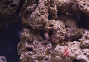 Hitchhikers_on_rock
