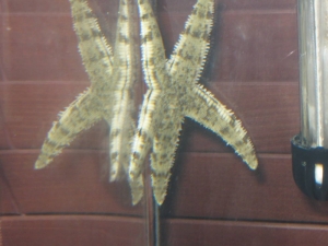 sand sifting starfish