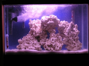 Zach's 20g saltwater FOWLR nano
