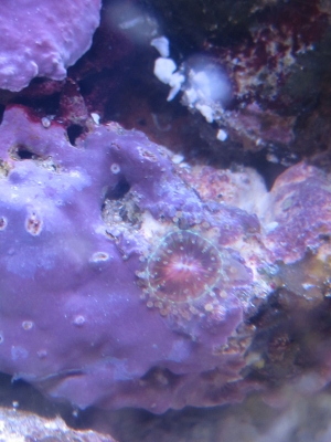 ID This!!
