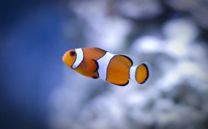 New O. Clownfish