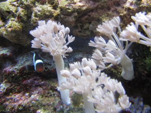 My 29 gallon reef tank