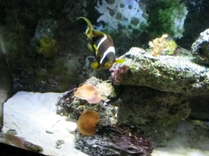 Badd Azz Clownfish