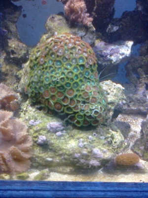 Zooanthids
