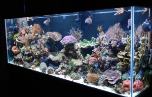 ReefSalt`s 265 Reef