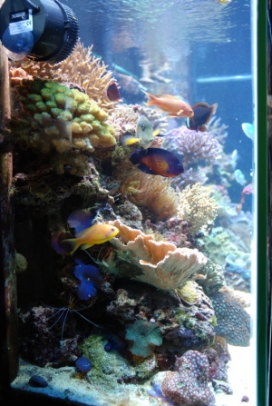 ReefSalt`s 265 Reef Side View
