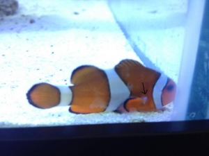 sick fish1