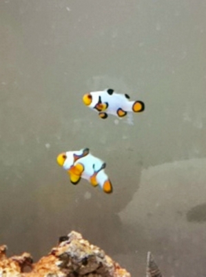 New Picasso Clowns