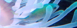 Chromis hosting a Condy