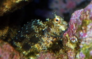 Lawnmower Blenny