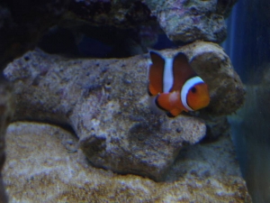 Identify?