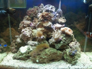 reef_1