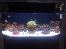 55 Gallon Reef
