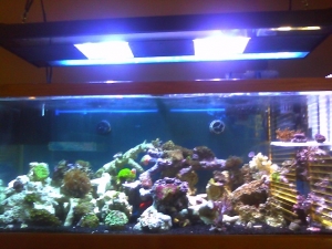 Regular Aquariums