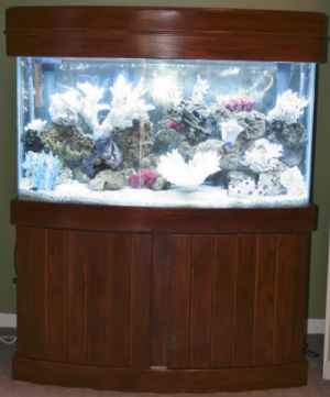 Fish_2b