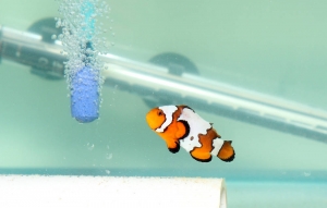 Clownfish