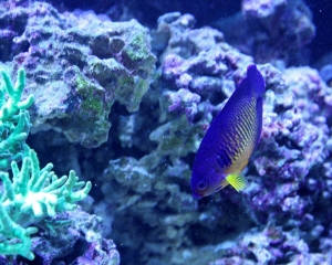 Coral Beauty