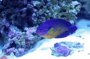 Coral Beauty