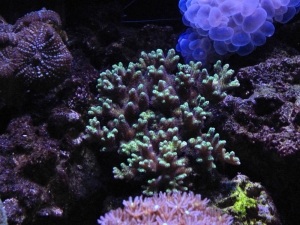 Favorite stony coral