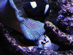 My favorite fish