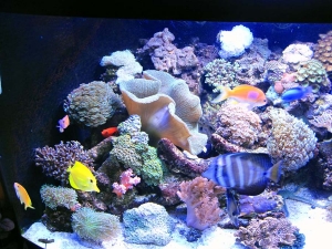 my tank